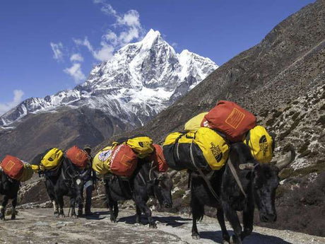 Yaks-Carrying-Gear